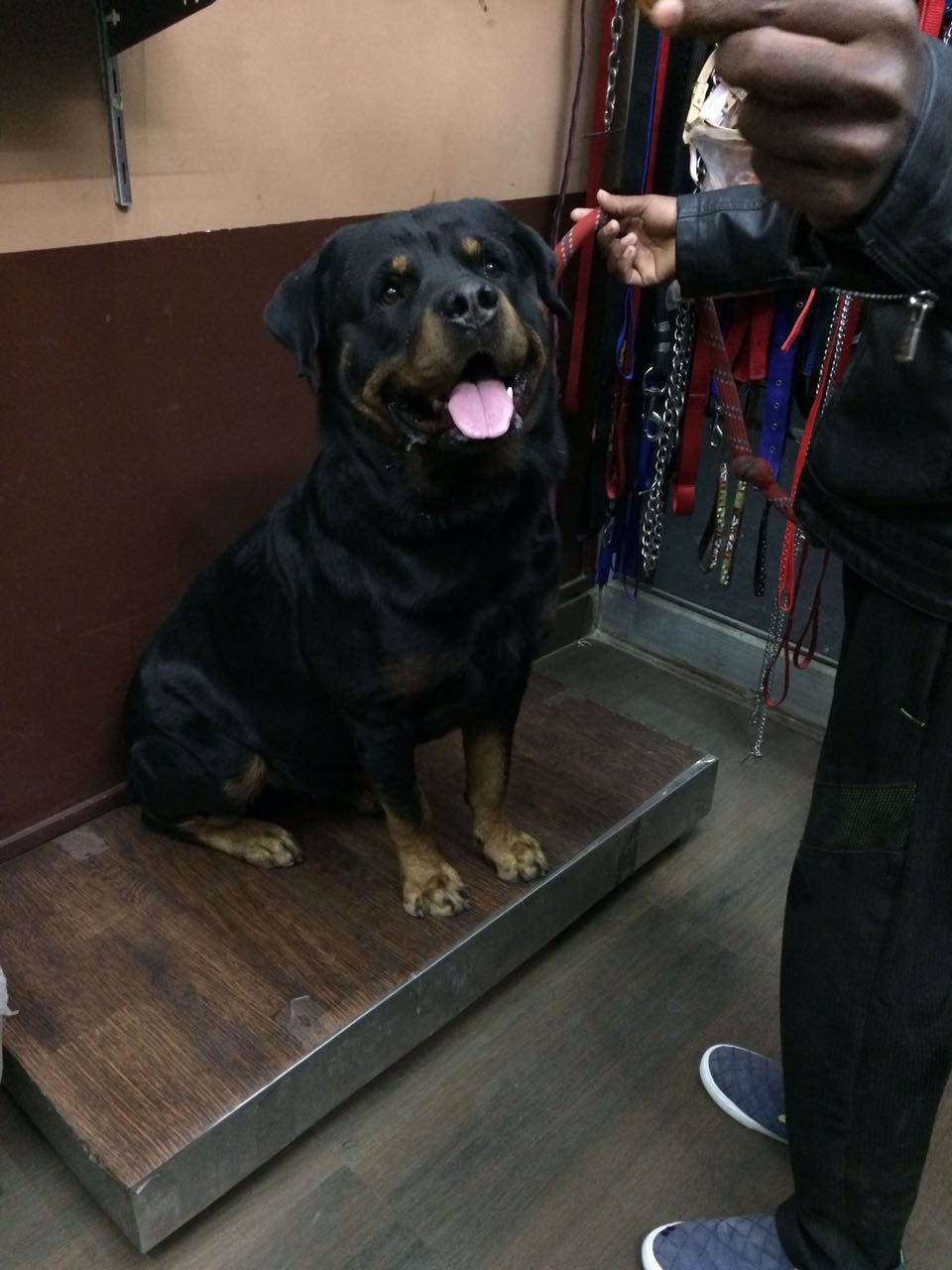Happy pet at Lifeline Pet Clinic